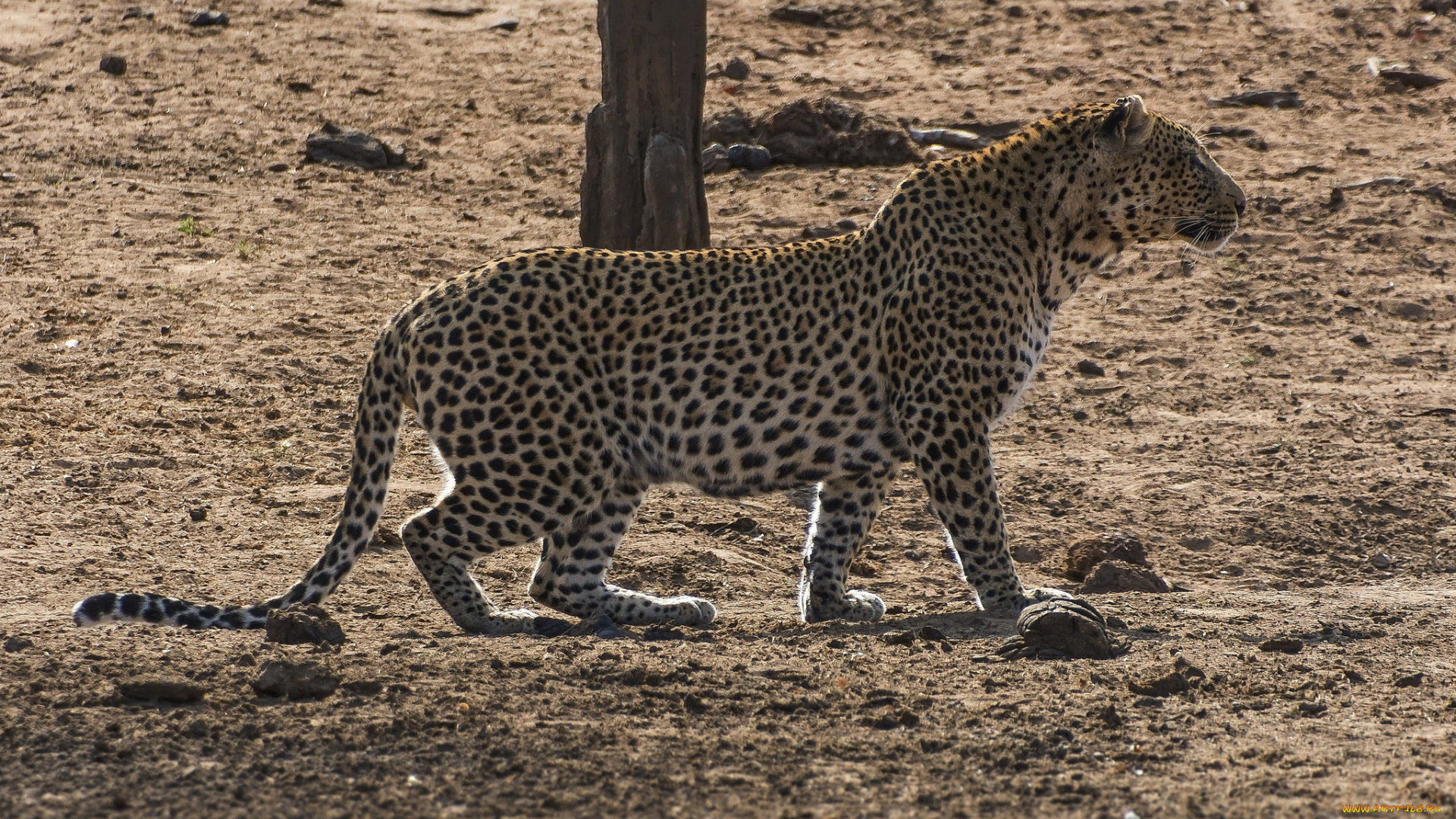 животные, леопарды, хищник