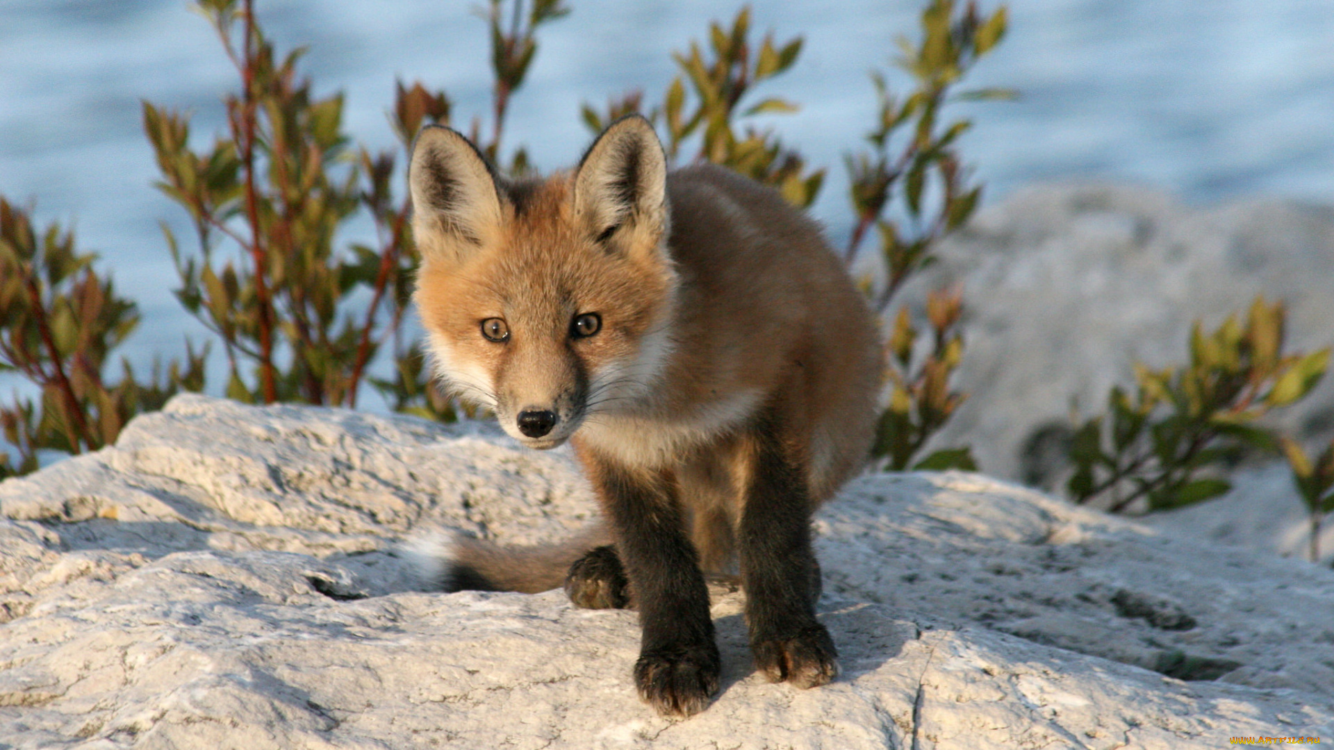 животные, лисы, лисичка