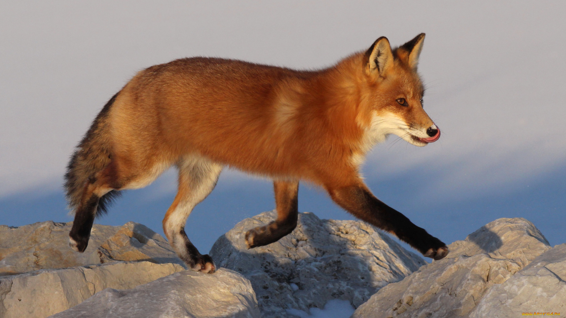 животные, лисы, лисичка