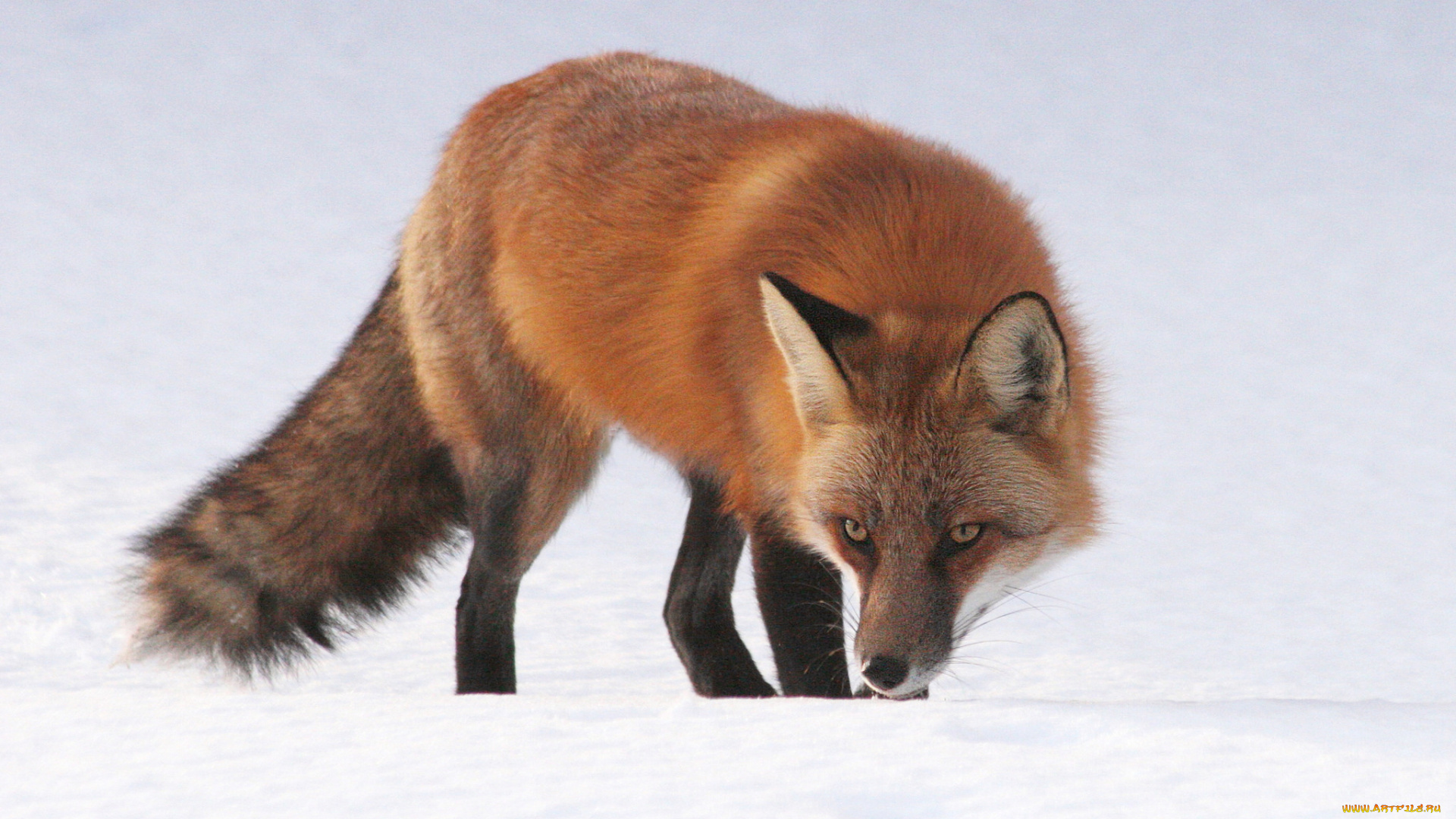 животные, лисы, лисичка