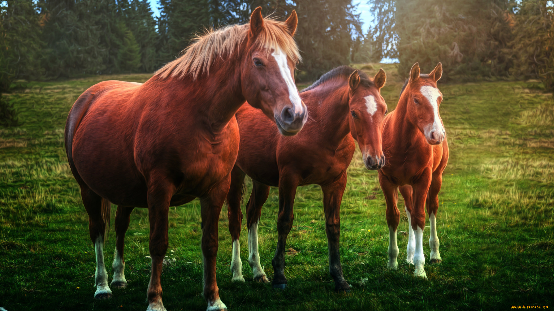 животные, лошади, лошадки