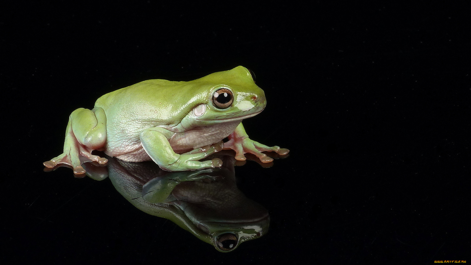 животные, лягушки, лягушка