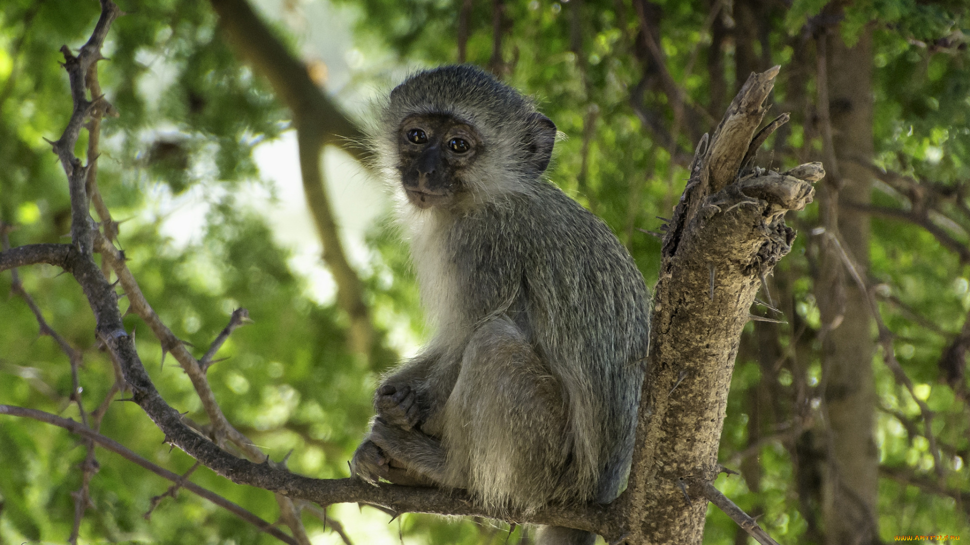 животные, обезьяны, обезьянка