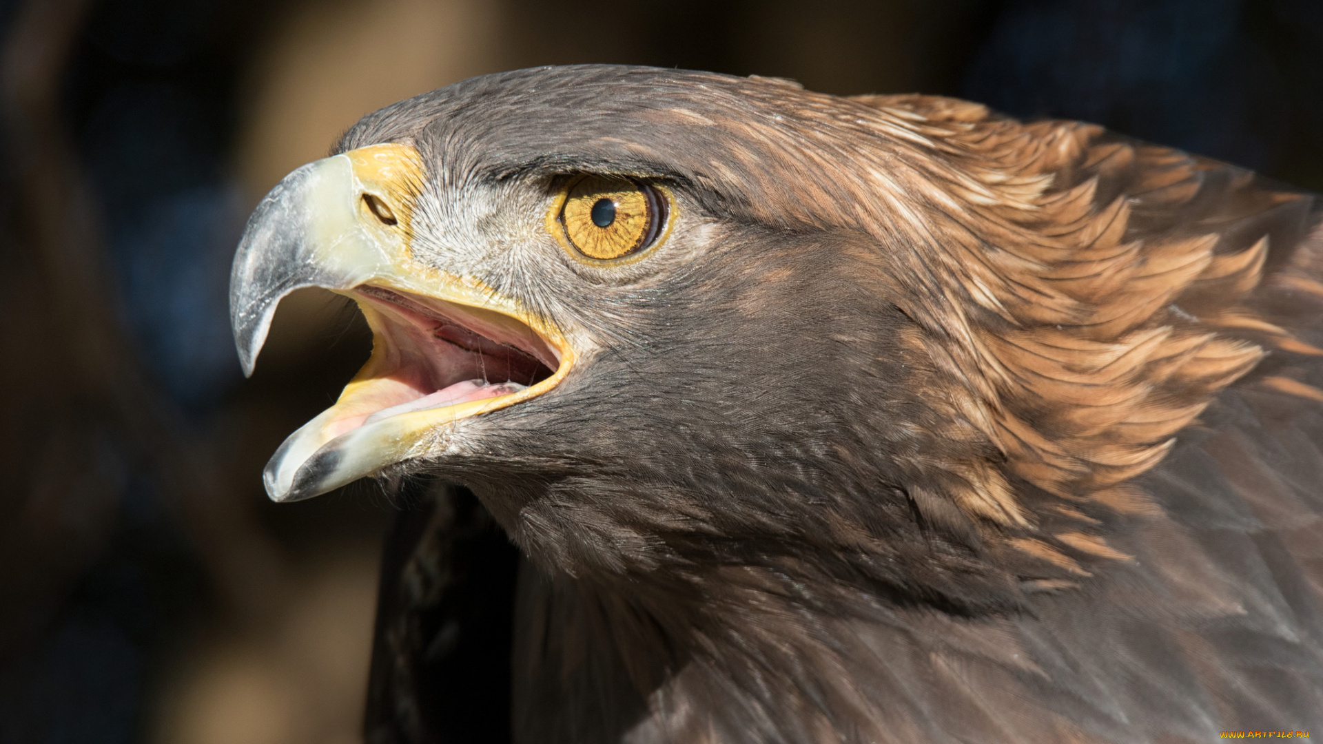 животные, птицы, -, хищники, орел