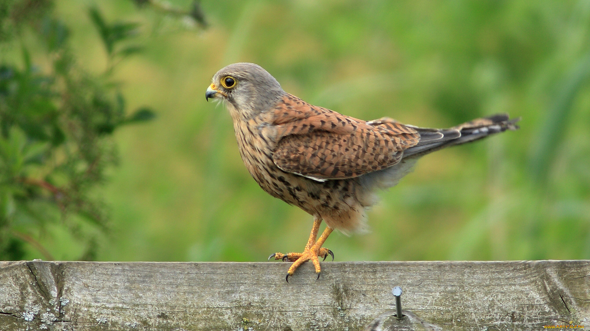 животные, птицы, -, хищники, птичка