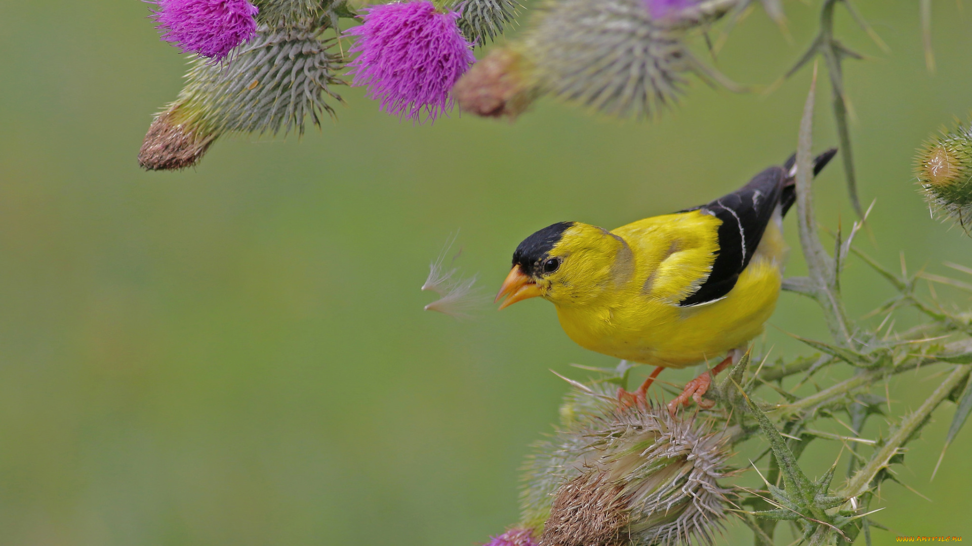 животные, птицы, птичка