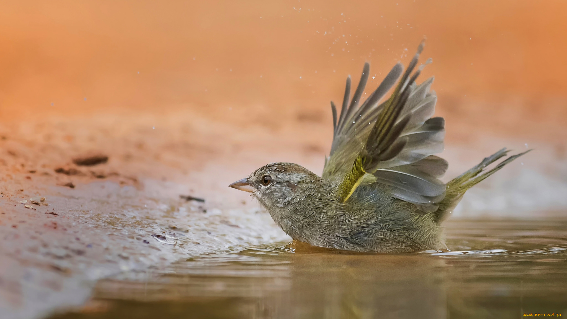 животные, птицы, птичка