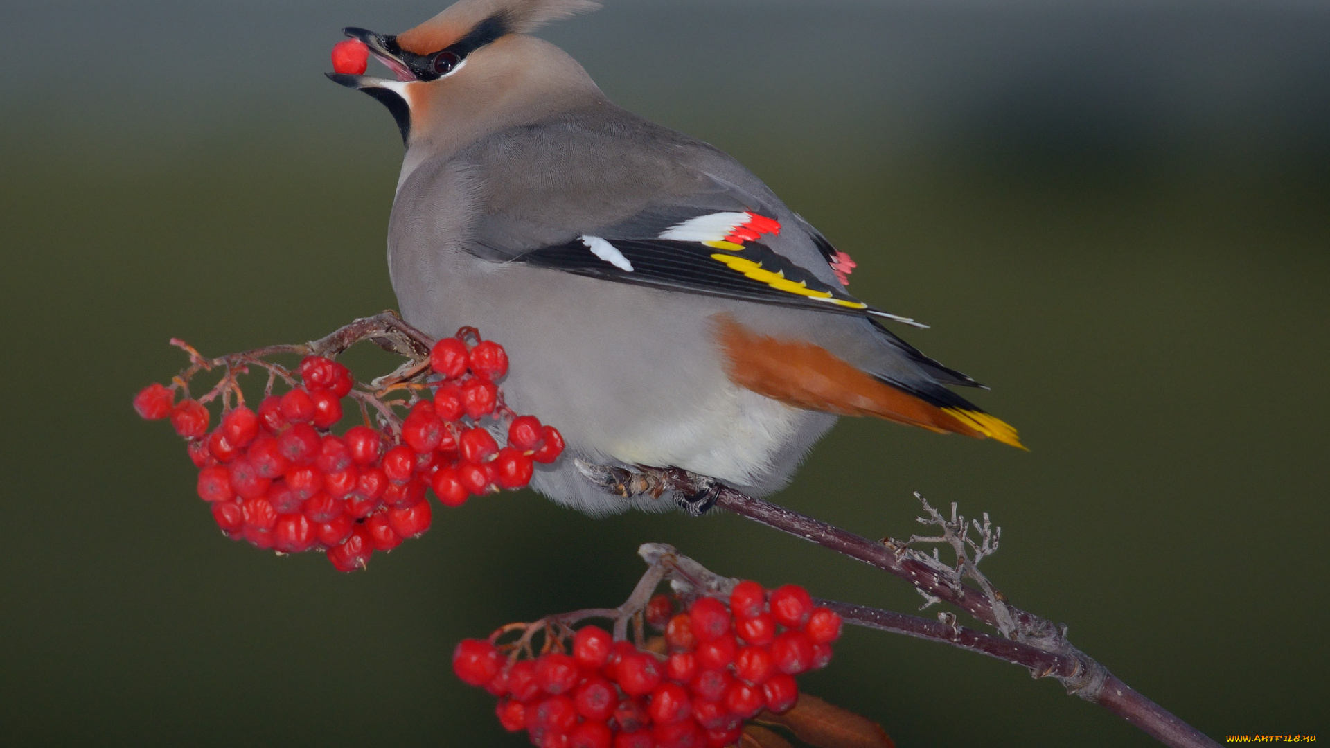 животные, птицы, рябинник, дрозд