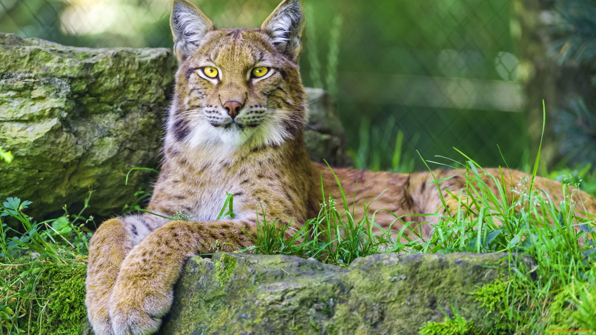 животные, рыси, решетка, камни, трава, рысь