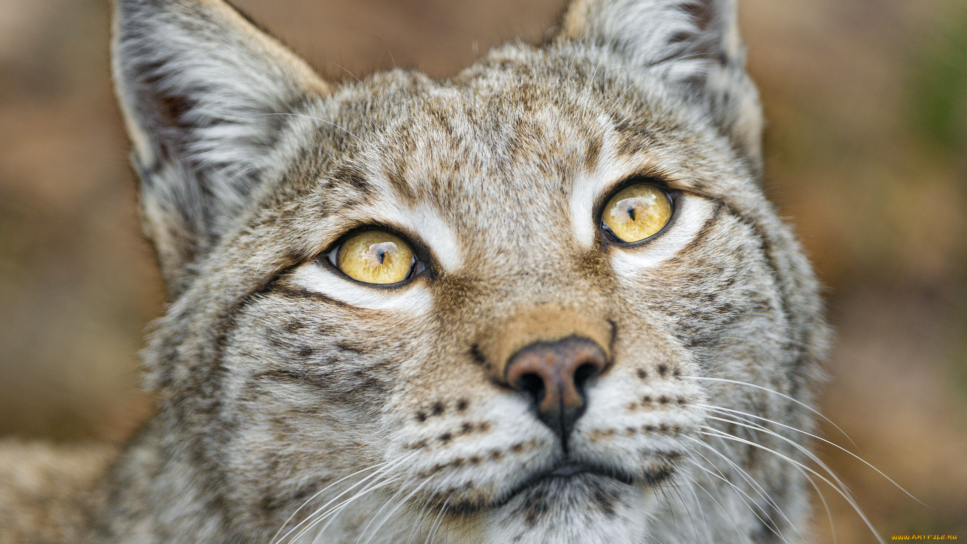 животные, рыси, уши, взгляд, морда, голова, рысь