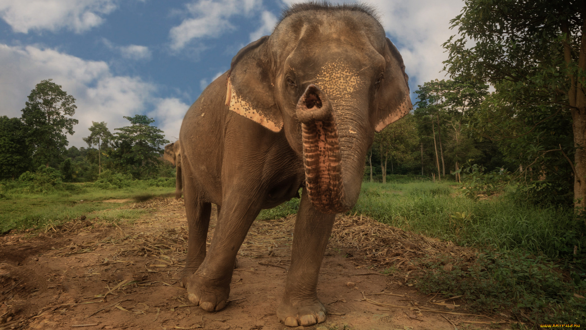 животные, слоны, слон