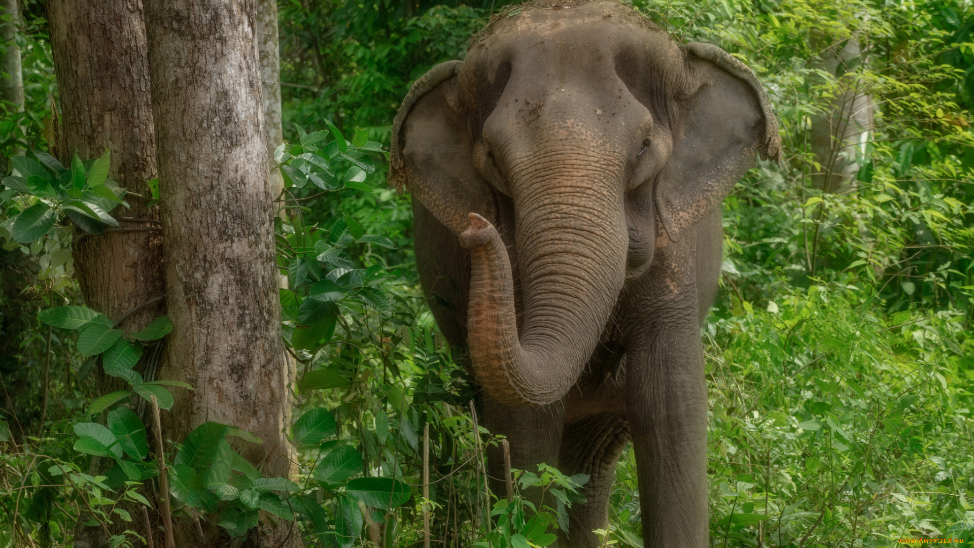 животные, слоны, слон