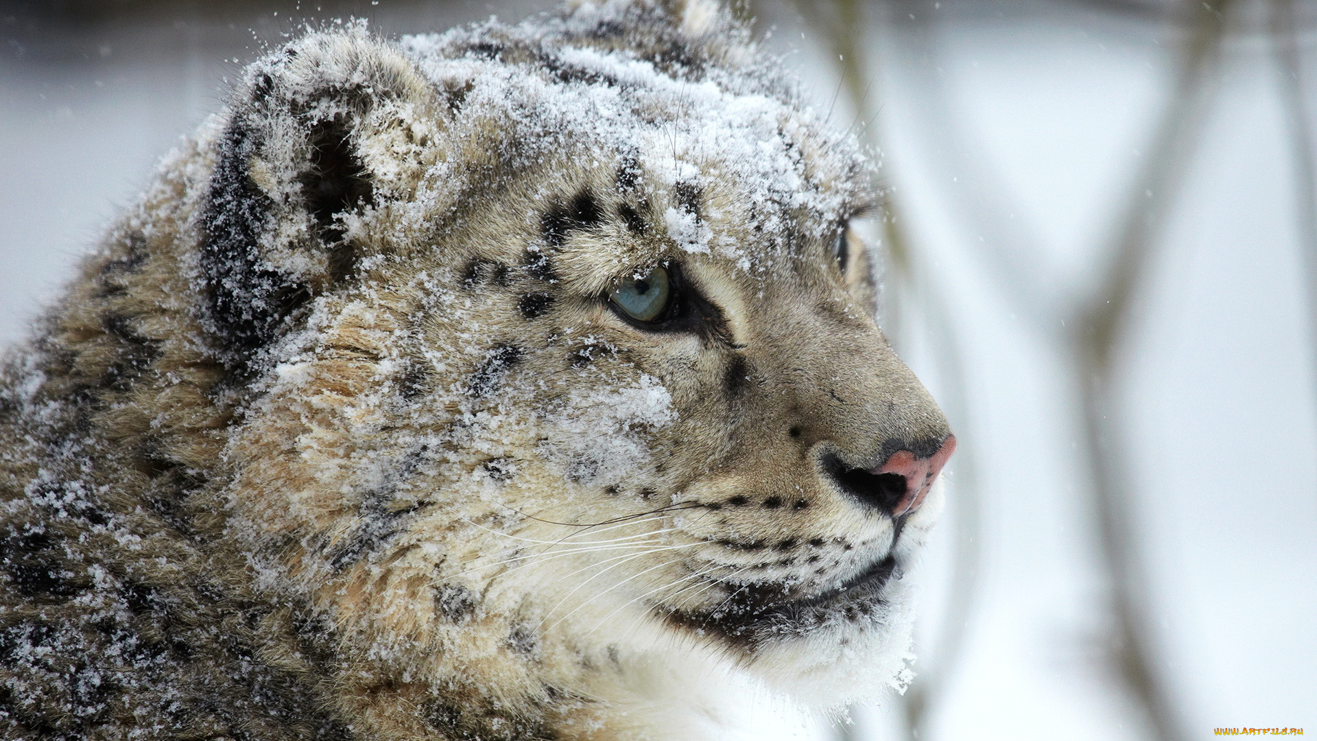животные, снежный, барс, , ирбис, барс, хищник, снег, голова