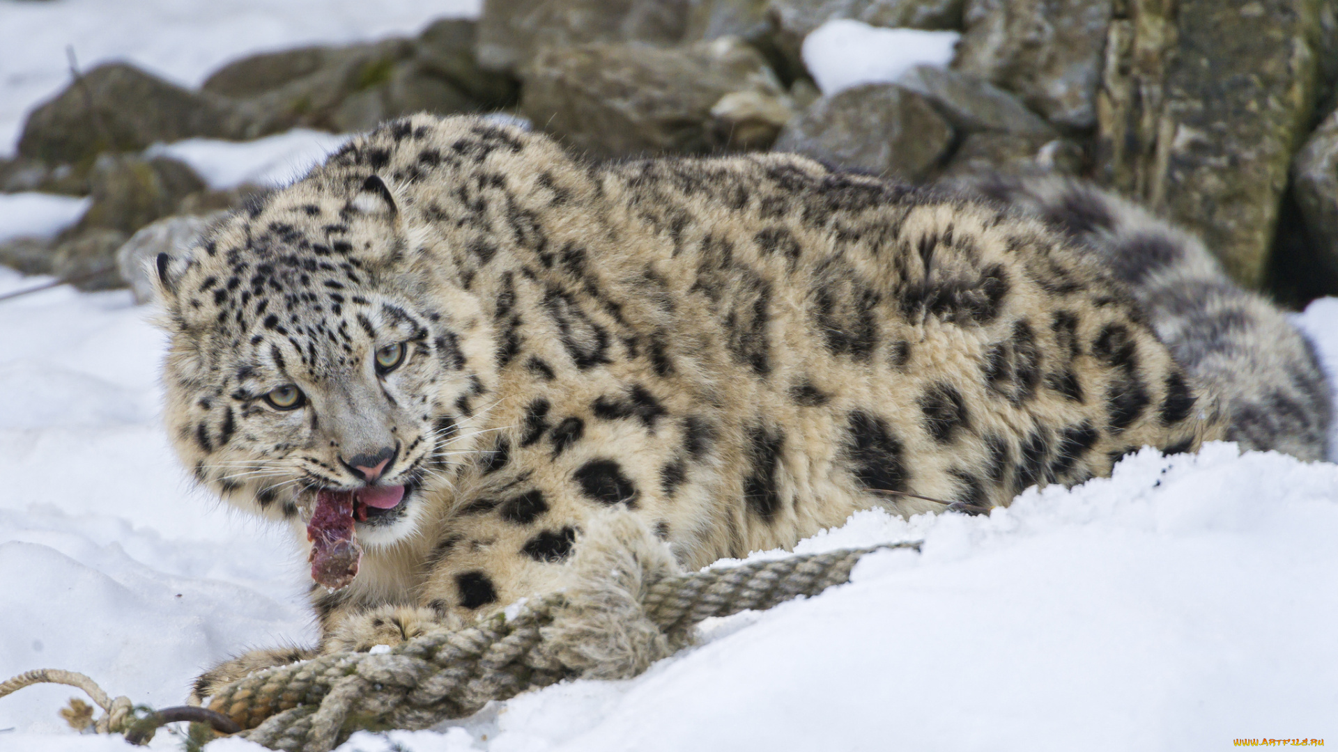 животные, снежный, барс, , ирбис, еда, снег, скала, камни, канат, мясо, хищник, барс