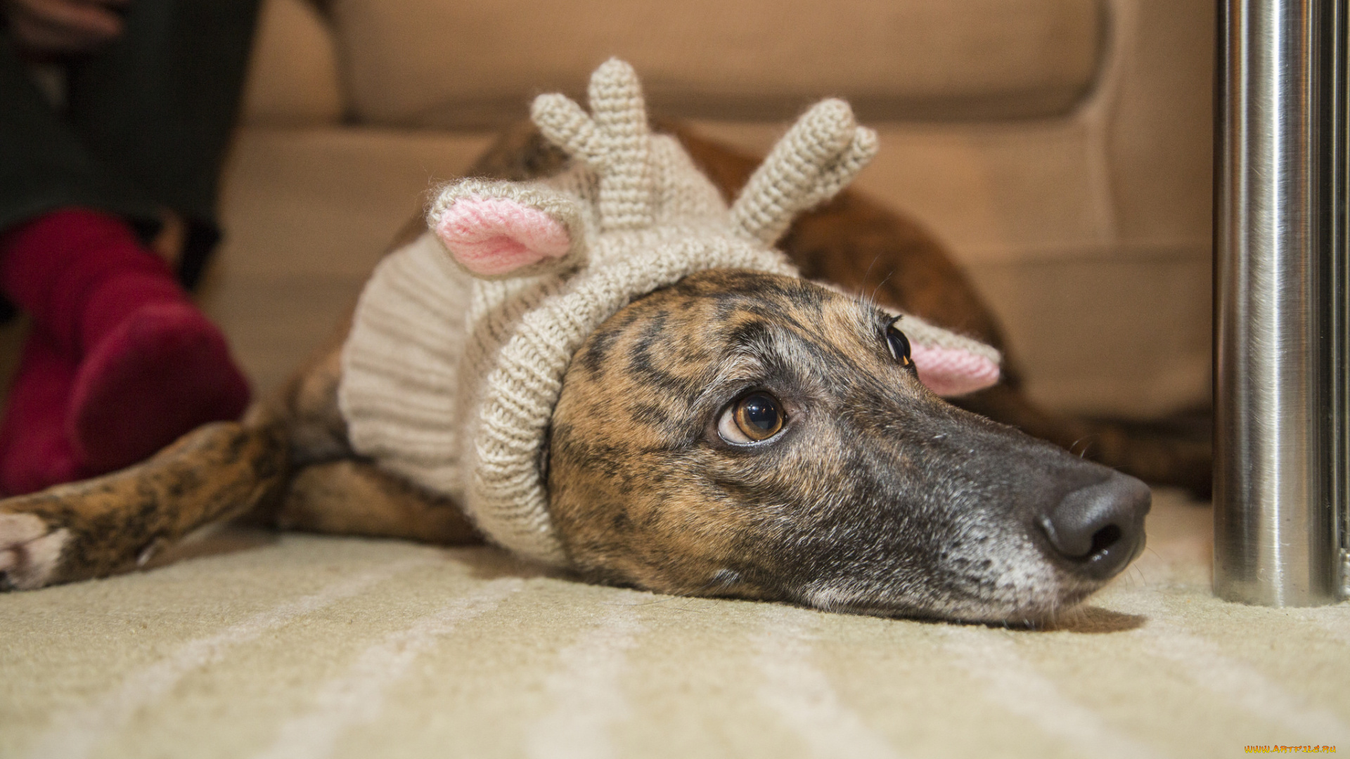 животные, собаки, пес