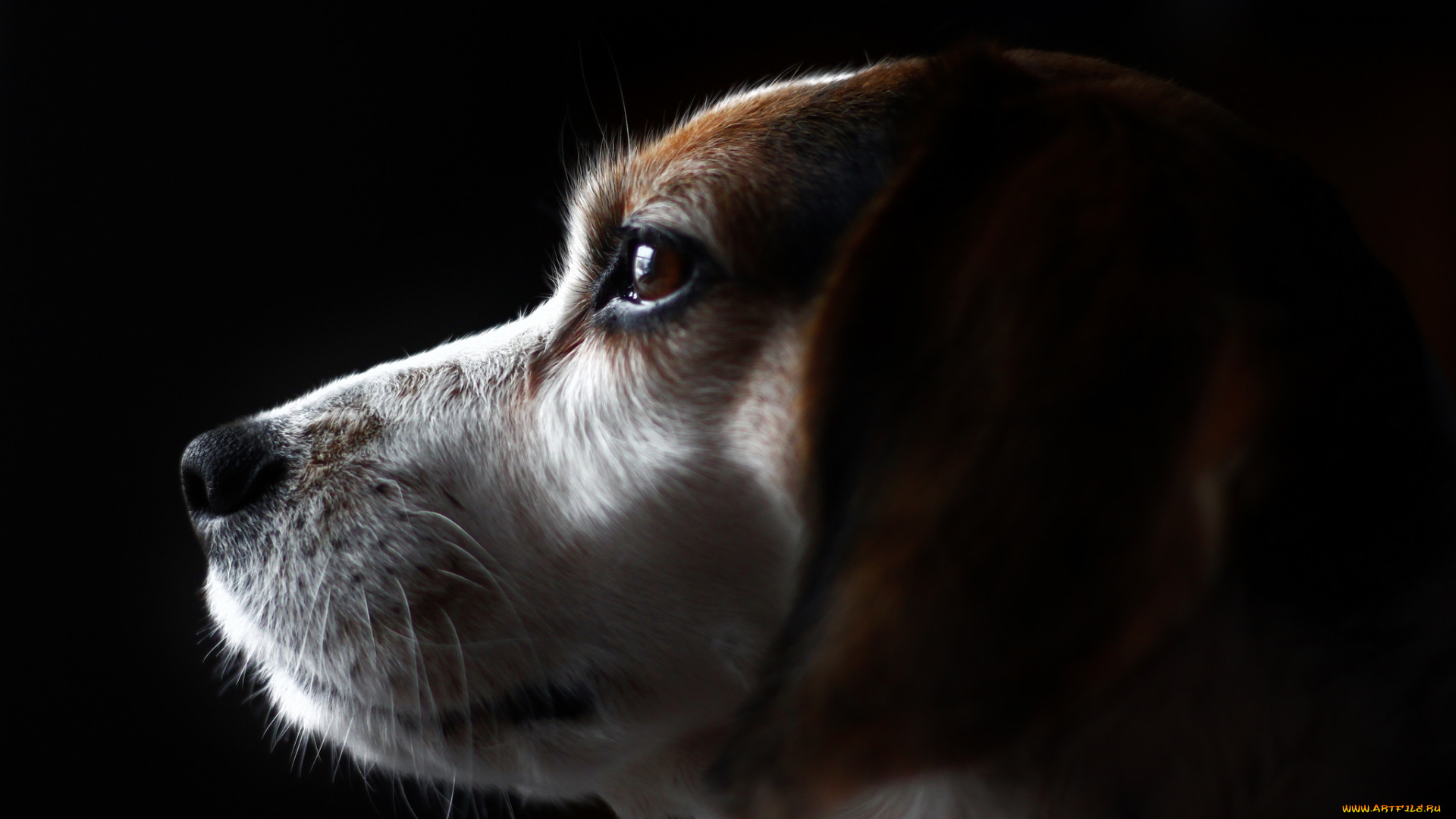 животные, собаки, пес