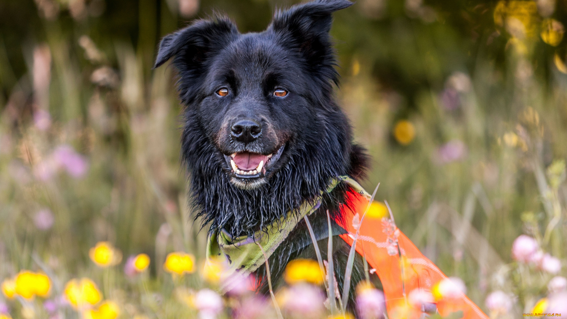 животные, собаки, пес