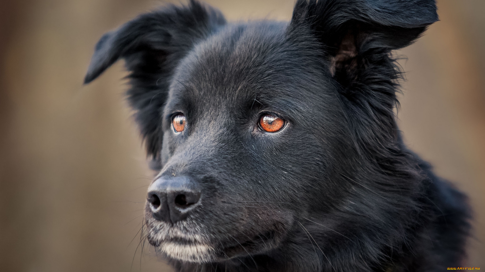 животные, собаки, пес