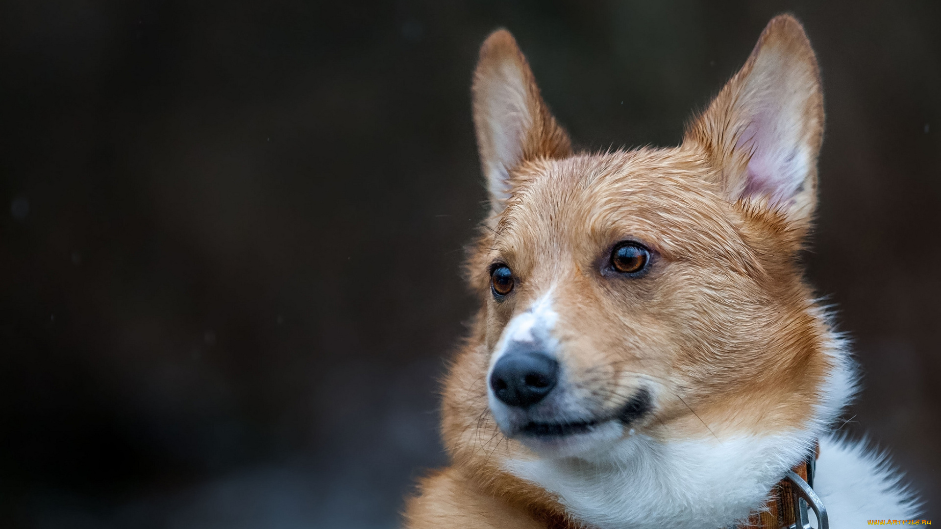 животные, собаки, пес