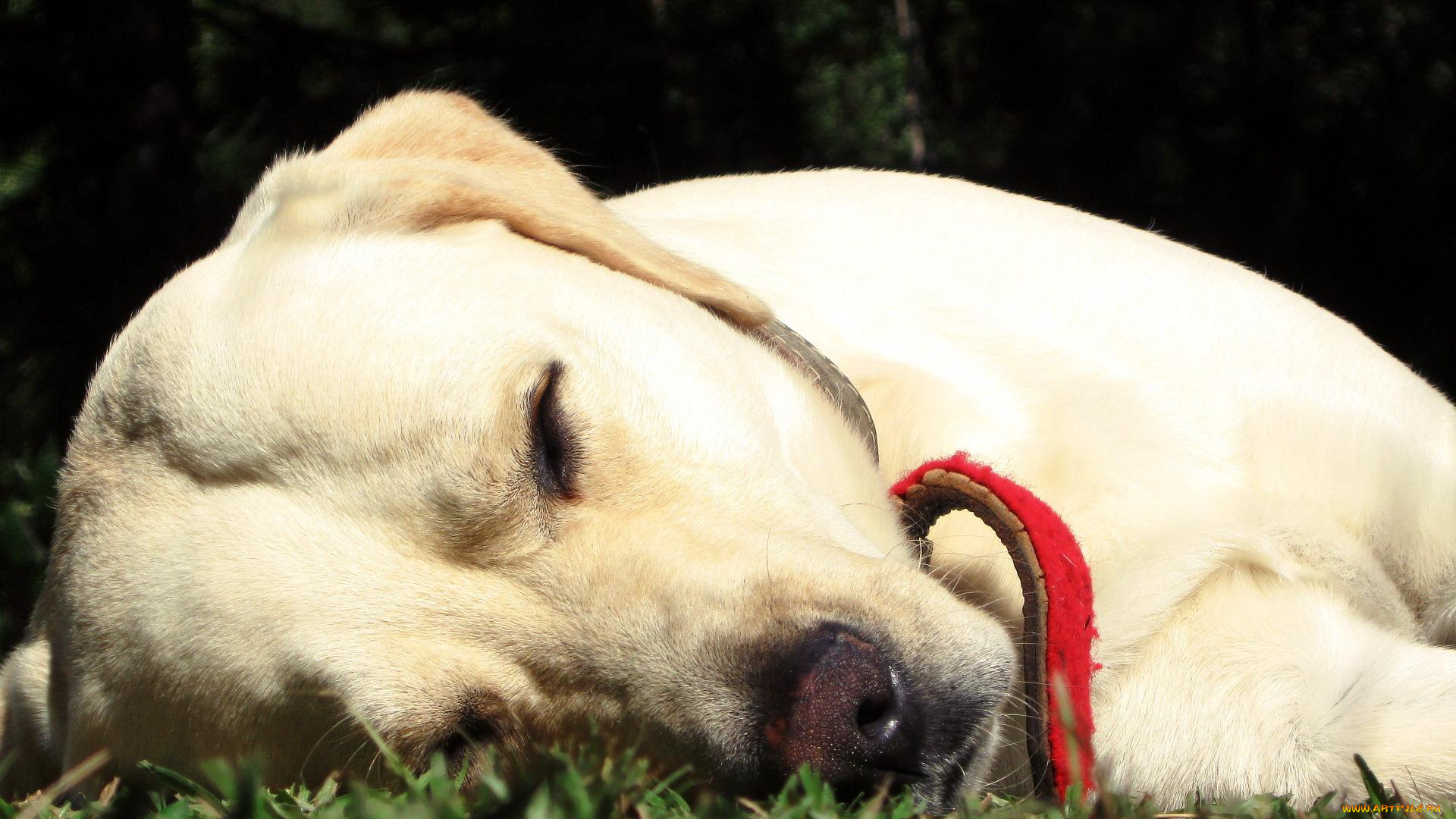 животные, собаки, собака, пес, лабрадор, ошейник, сон, трава, лужайка