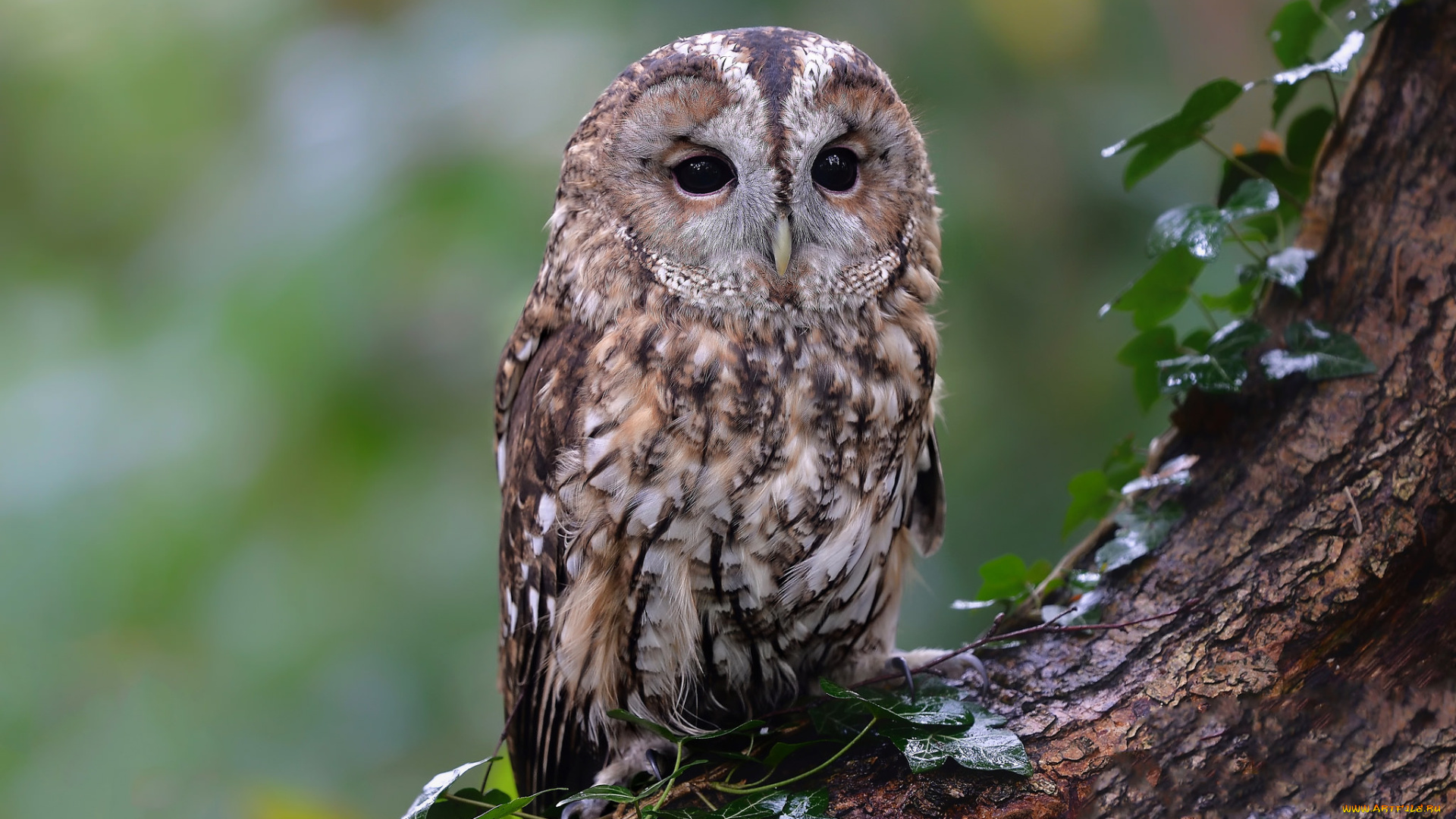 животные, совы, сова
