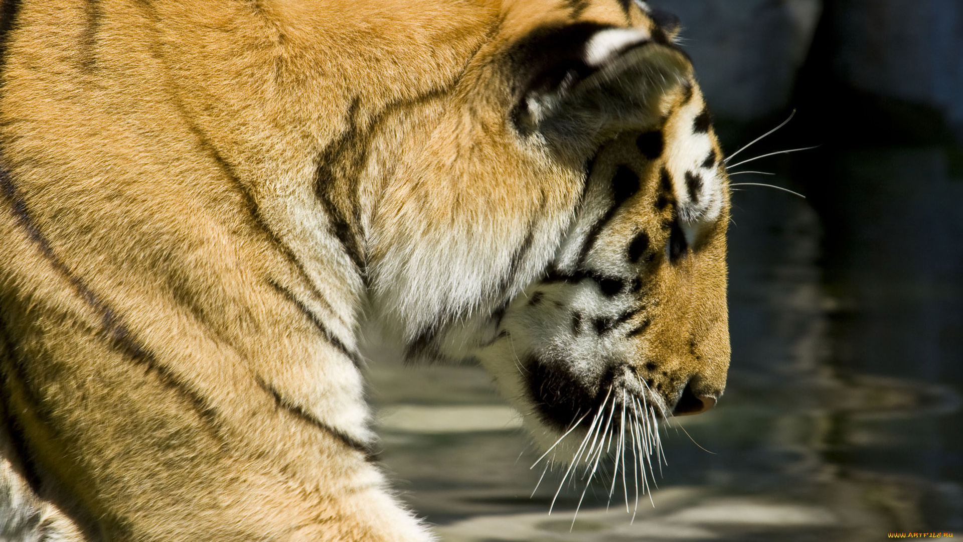 животные, тигры, вода, тигр, рыжий, усы