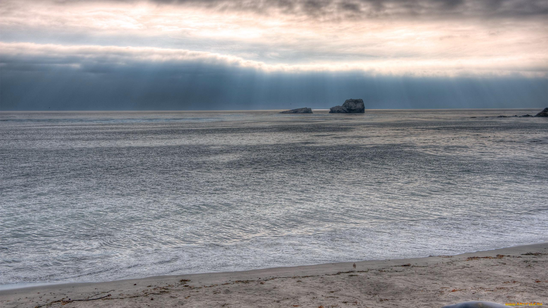 животные, тюлени, , морские, львы, , морские, котики, небо, тучи, скалы, берег, море, тюлень