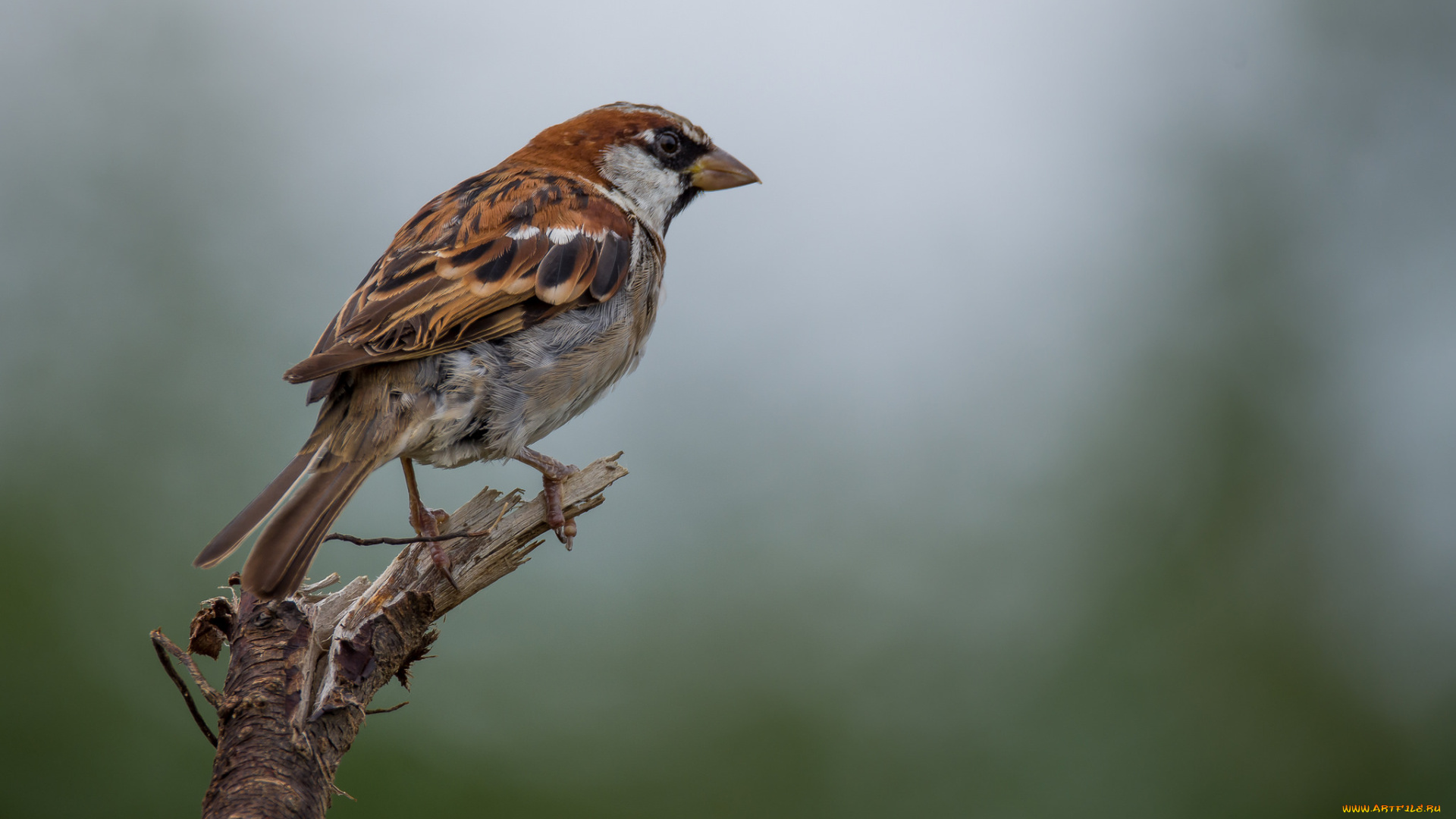животные, воробьи, птичка