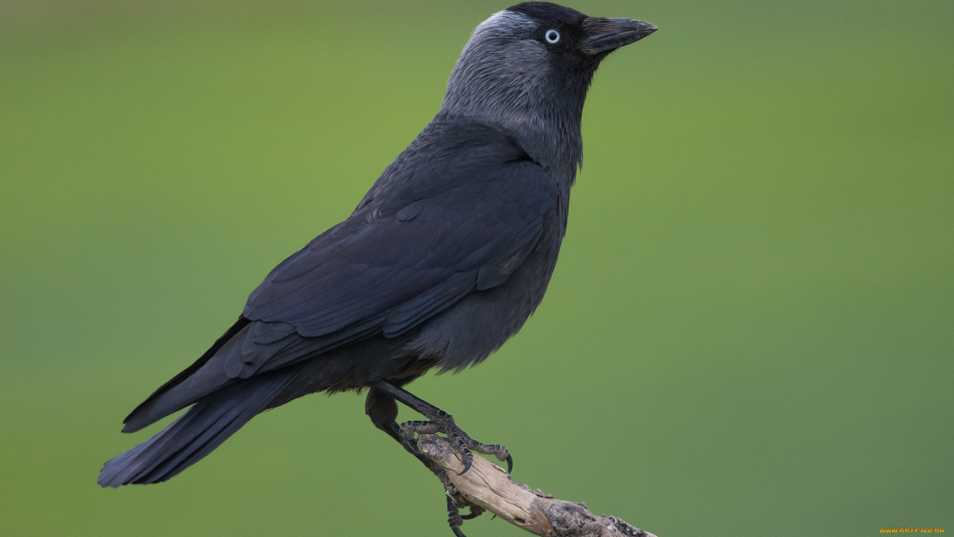 животные, вороны, , грачи, , галки, птичка
