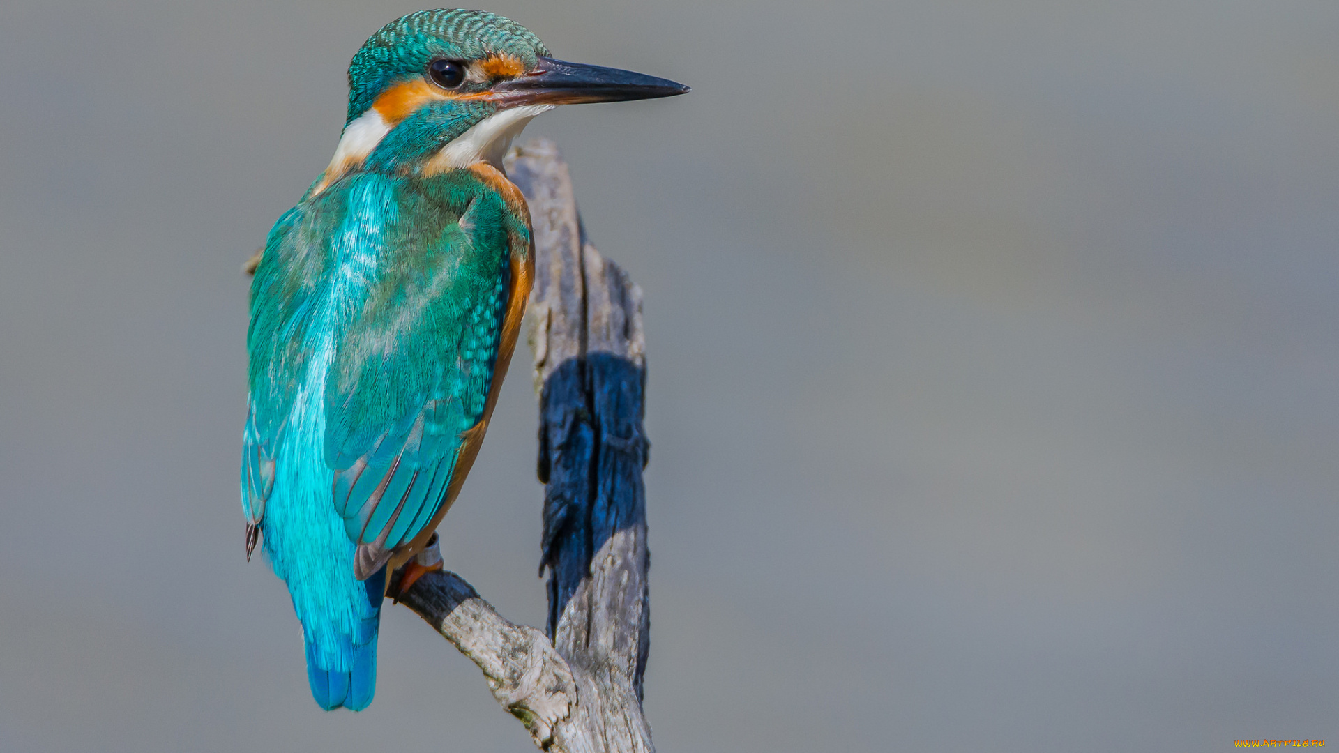 животные, зимородки, птичка