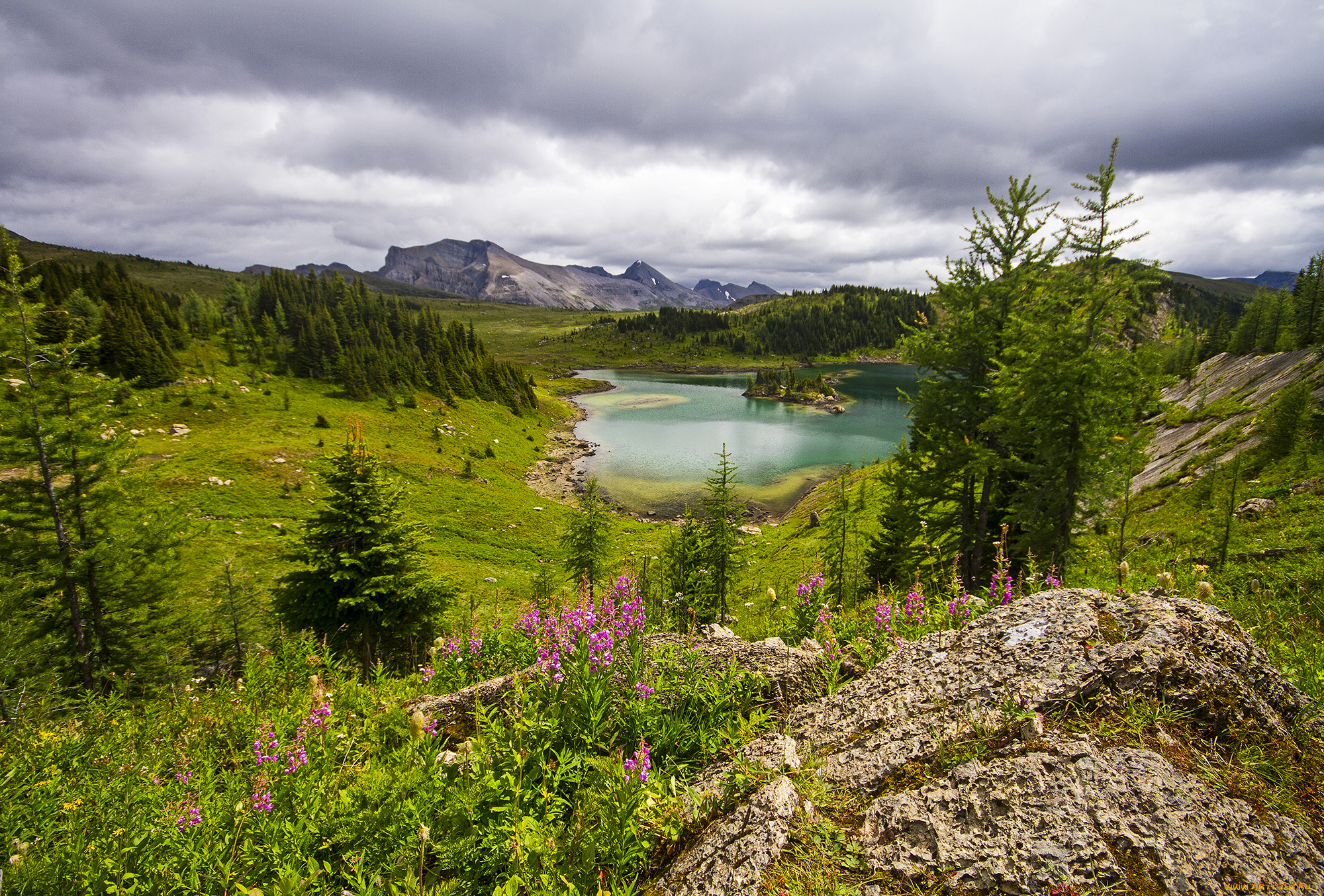 природа, реки, озера, река, лес