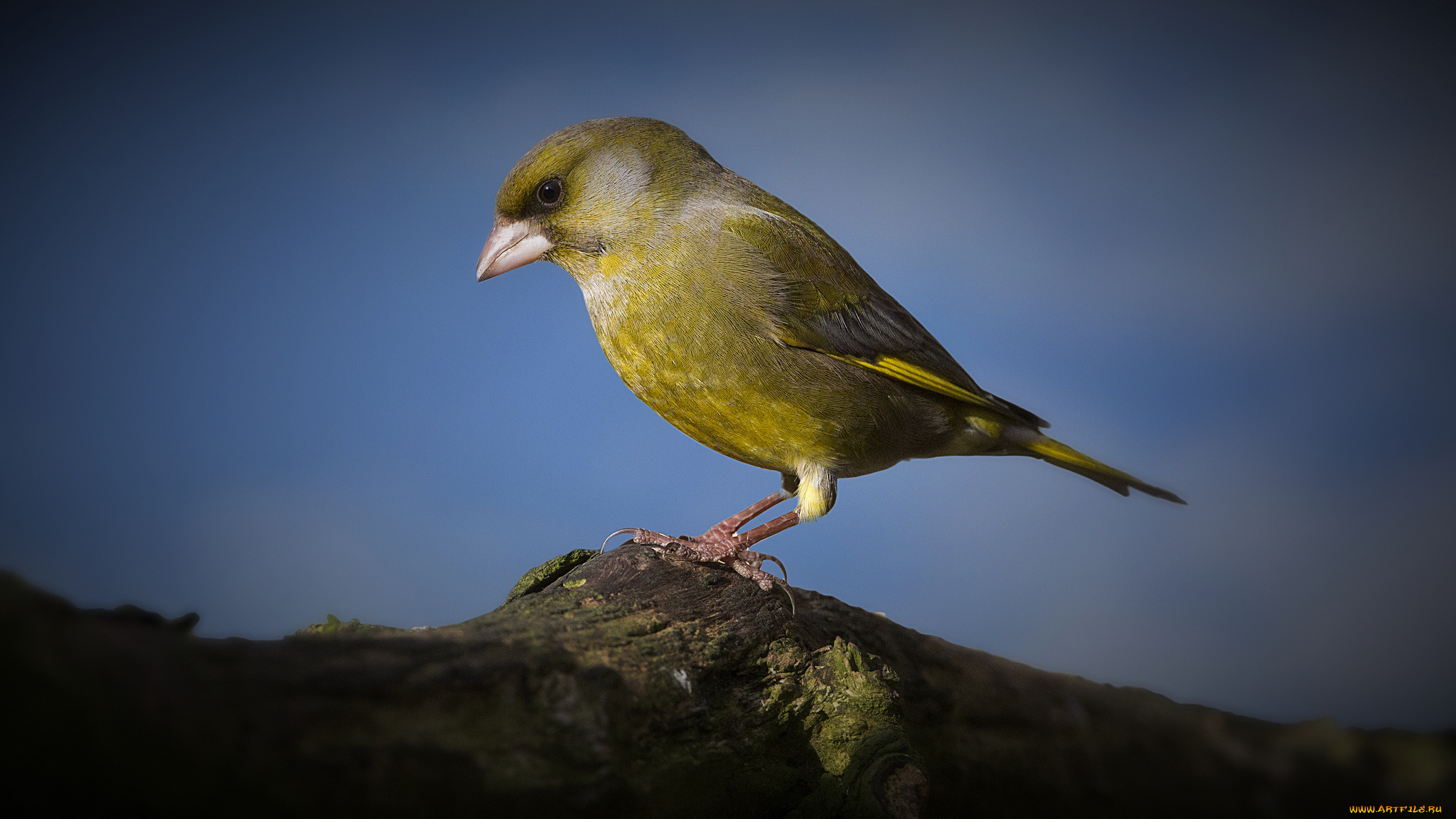 животные, птицы, птичка