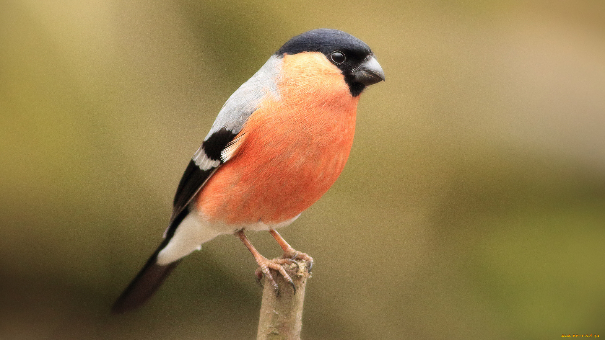 животные, снегири, птичка