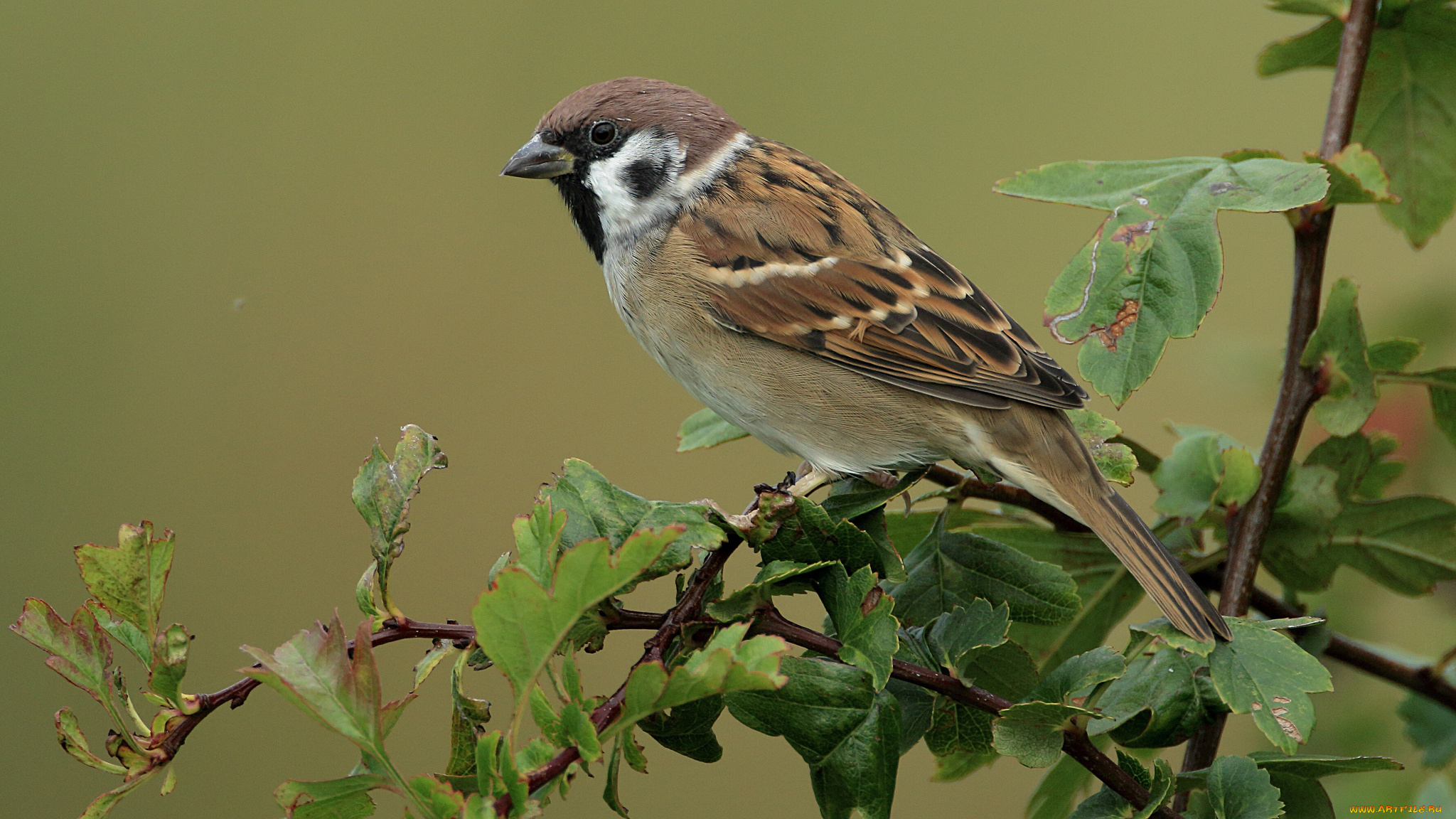 животные, воробьи, птичка