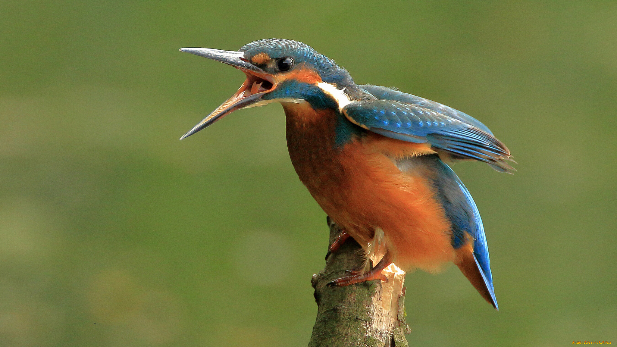 животные, зимородки, птичка