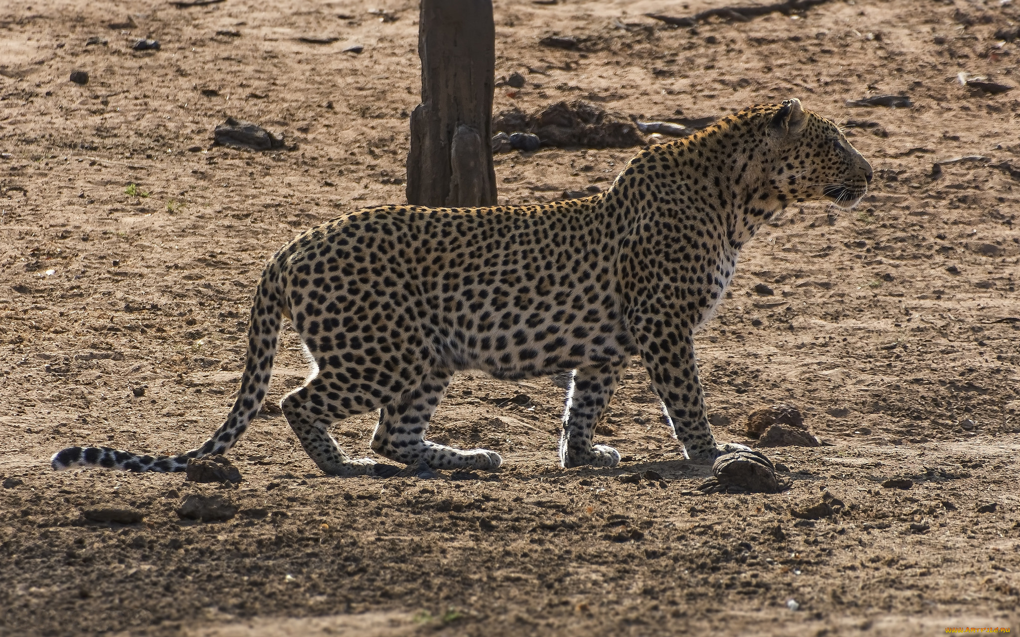 животные, леопарды, хищник