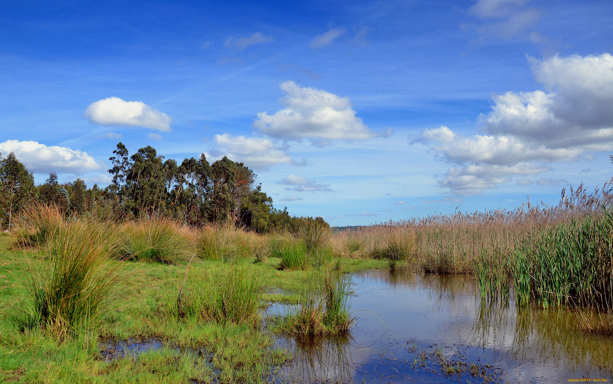 природа, реки, озера, река, лес