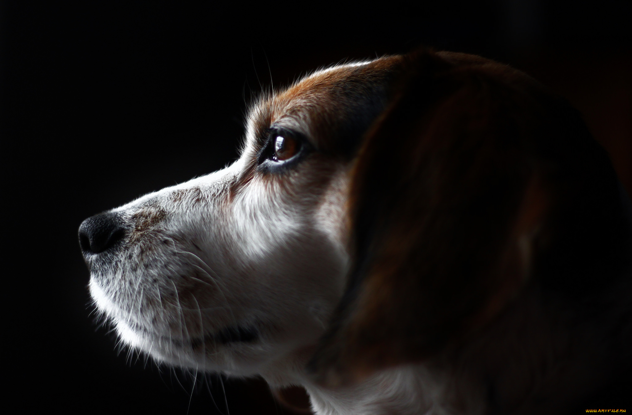 животные, собаки, пес