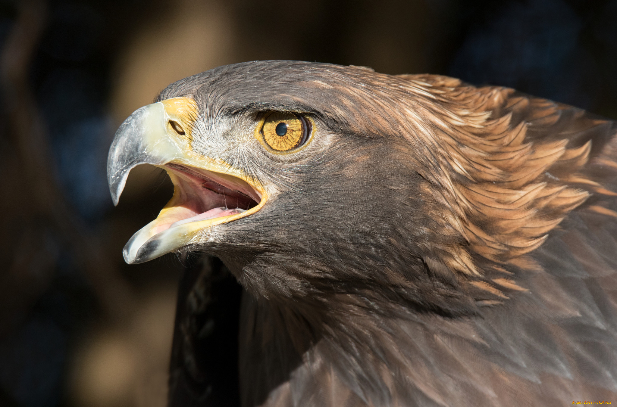 животные, птицы, -, хищники, орел