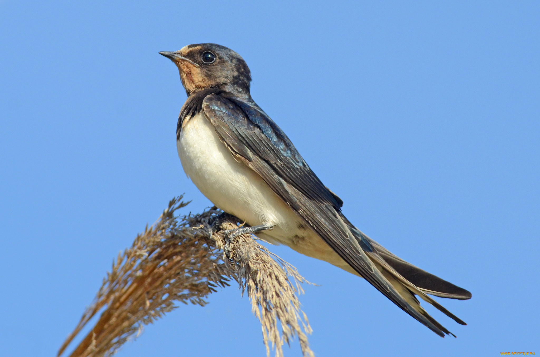 животные, ласточки, птичка