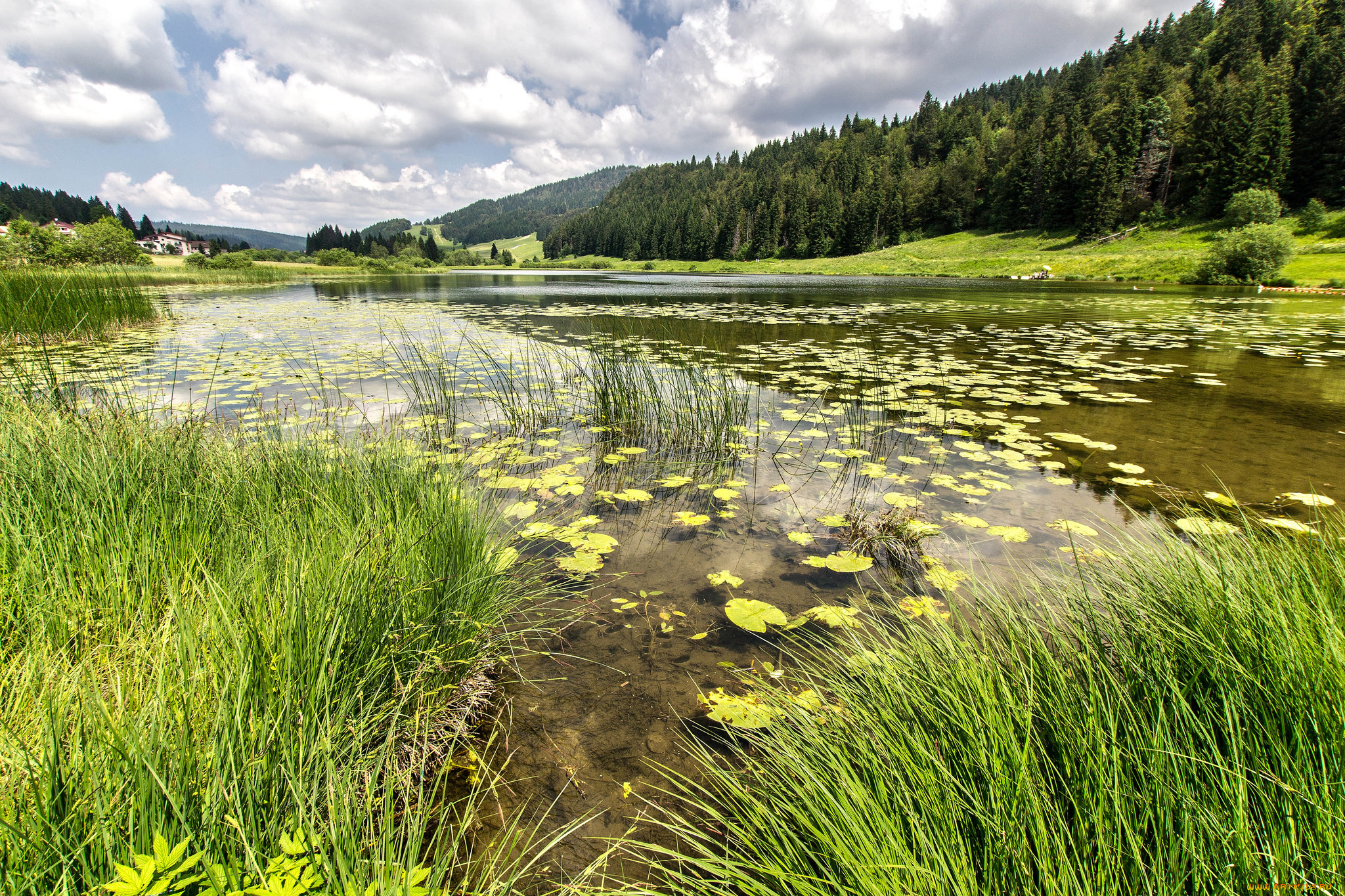 природа, реки, озера, лес, река
