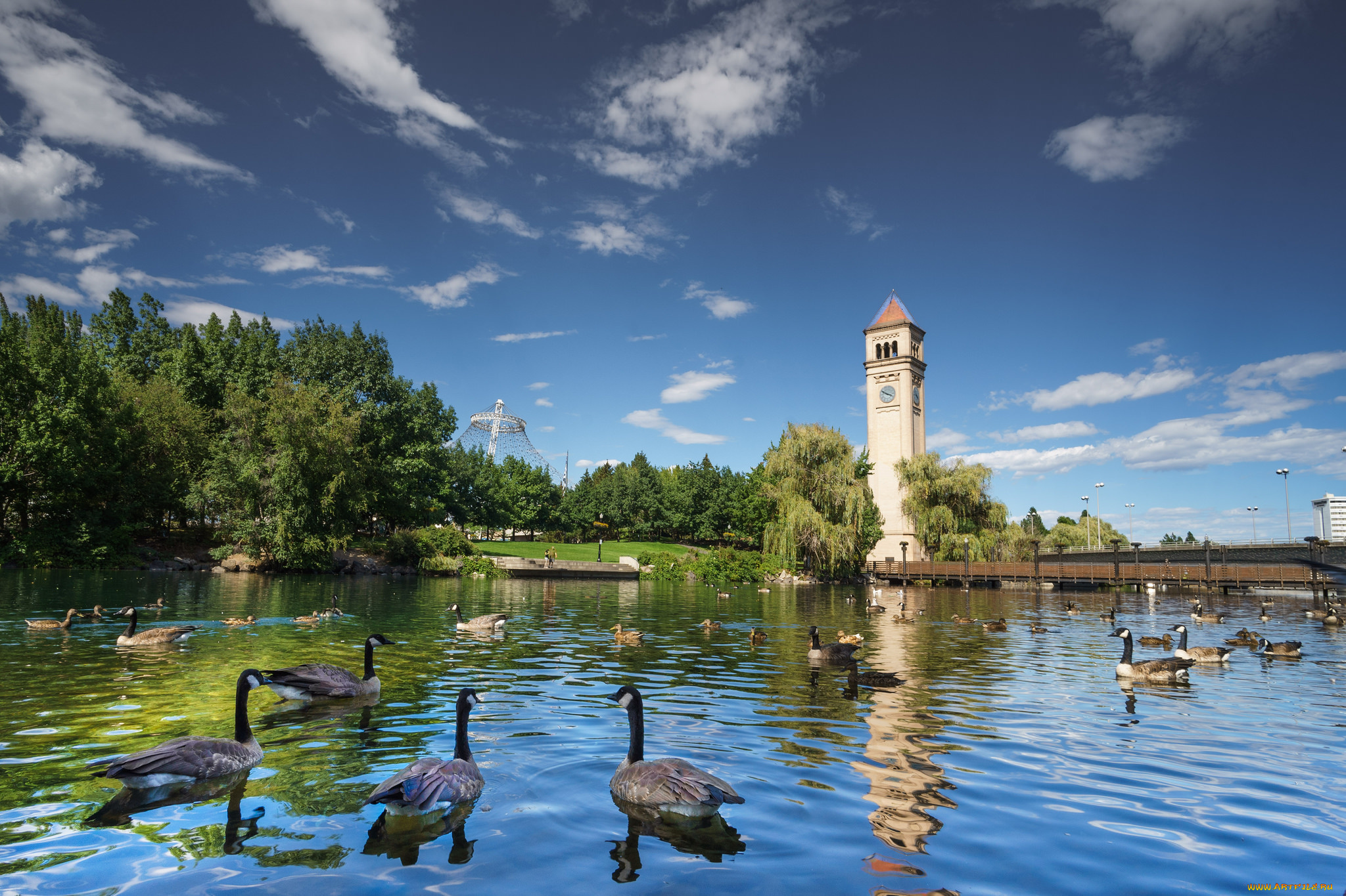 животные, гуси