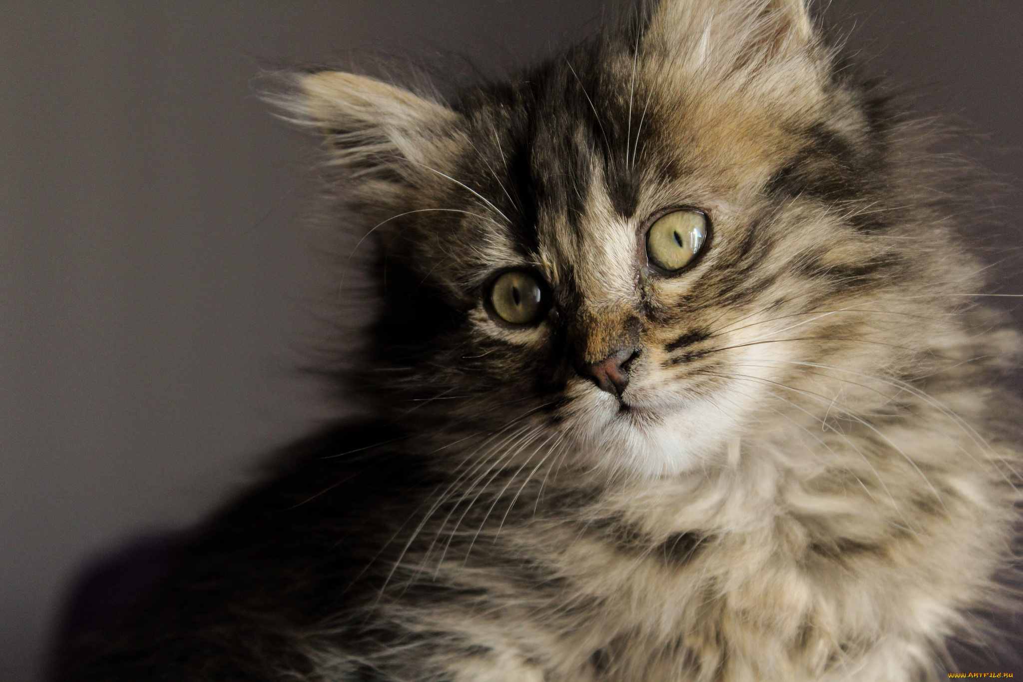 животные, коты, киса