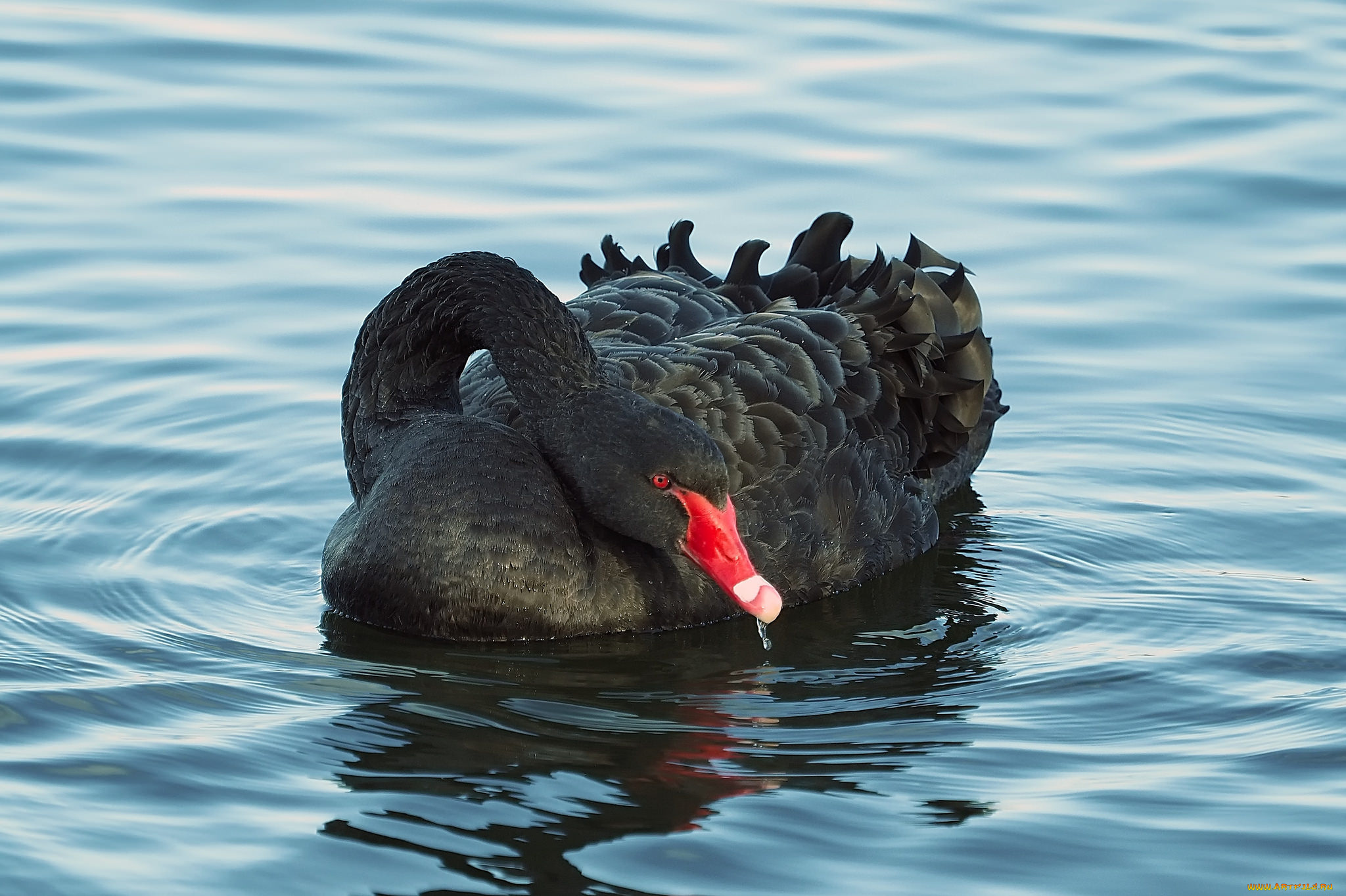 животные, лебеди, черный, лебедь