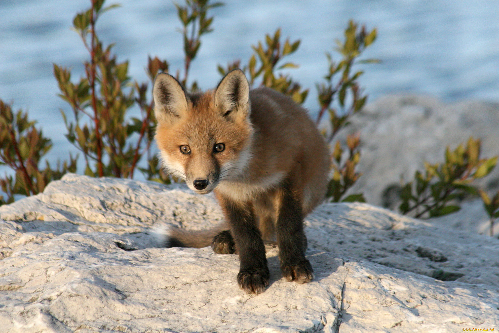 животные, лисы, лисичка