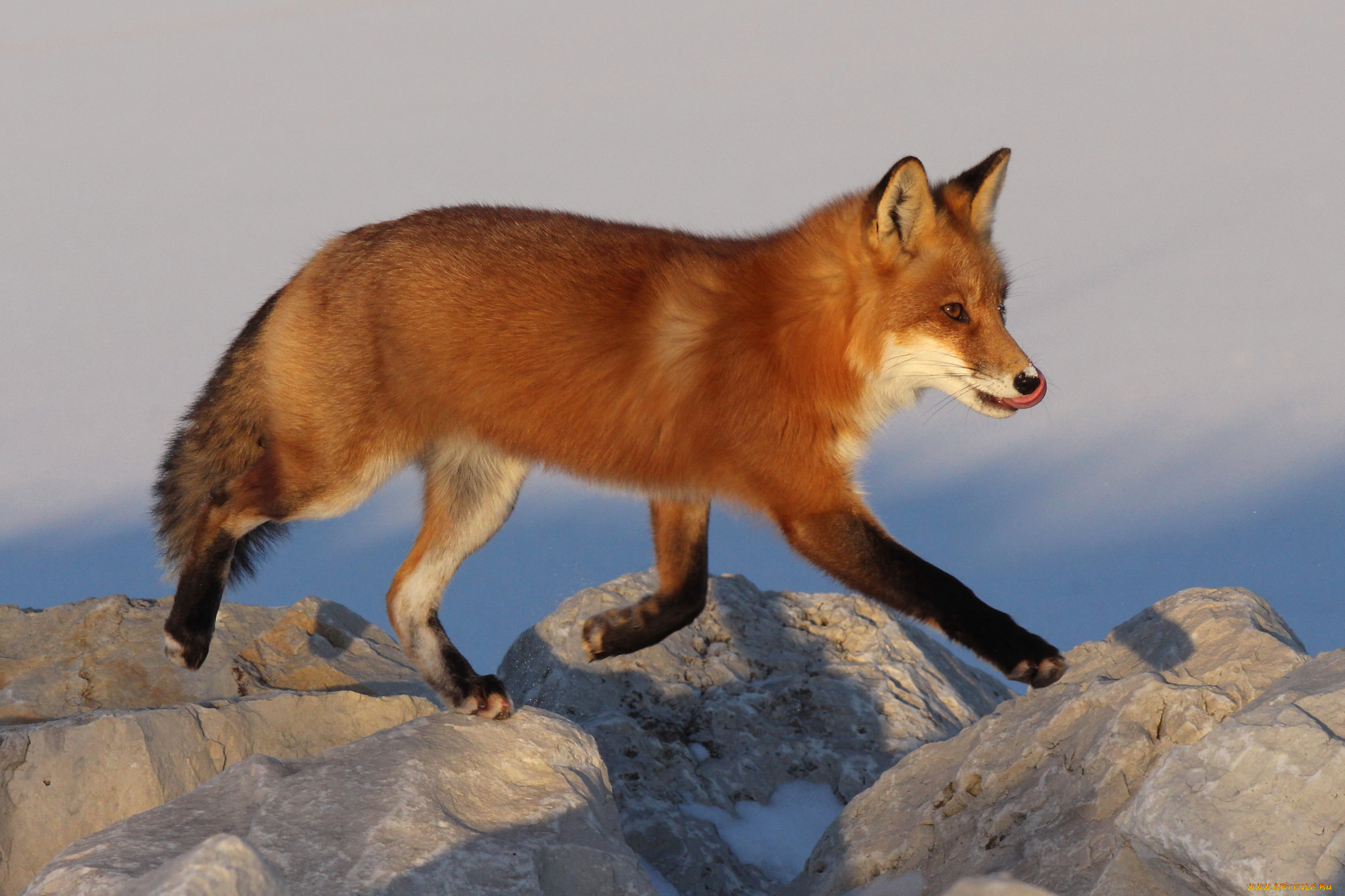 животные, лисы, лисичка