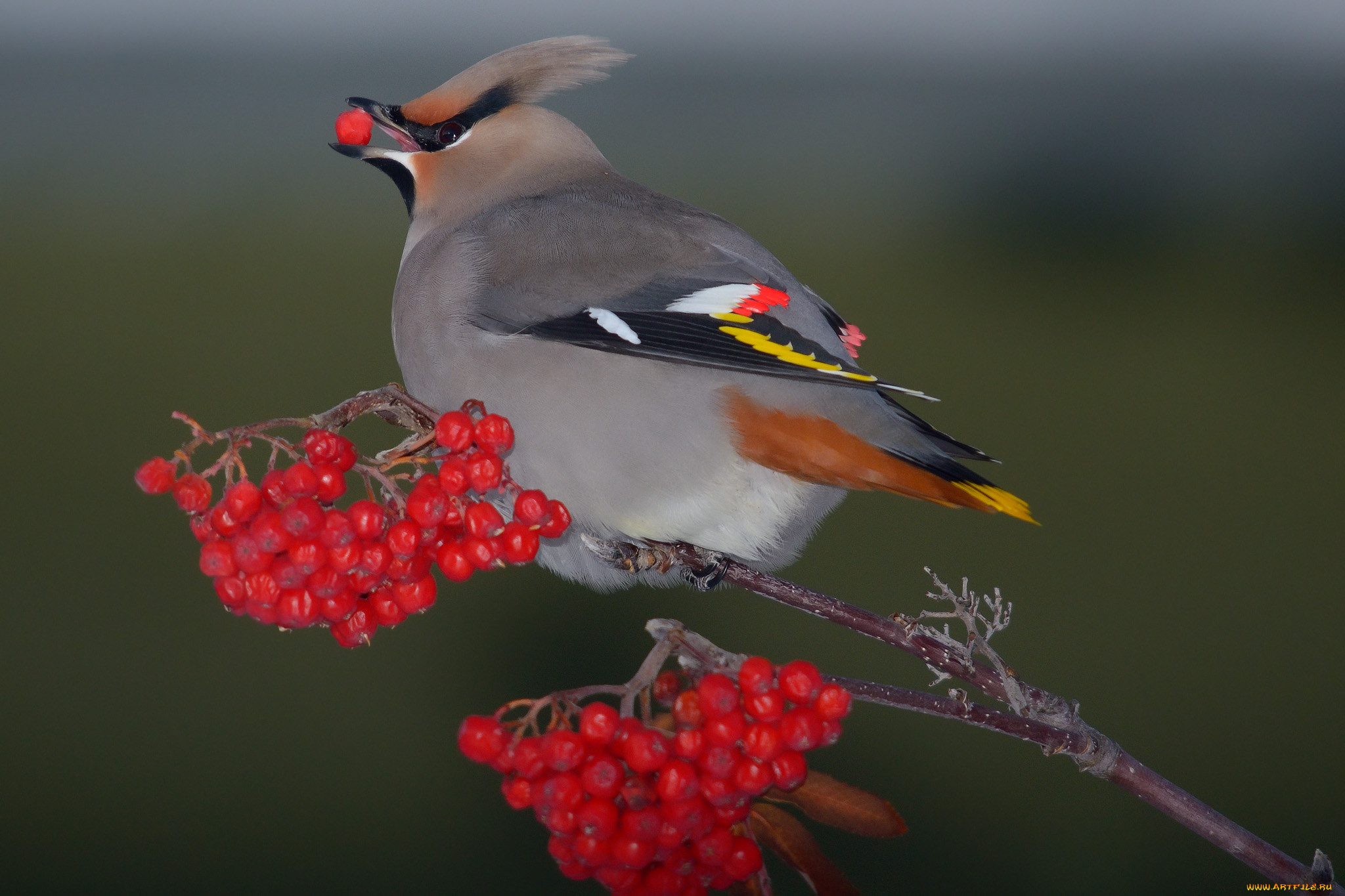 животные, птицы, рябинник, дрозд