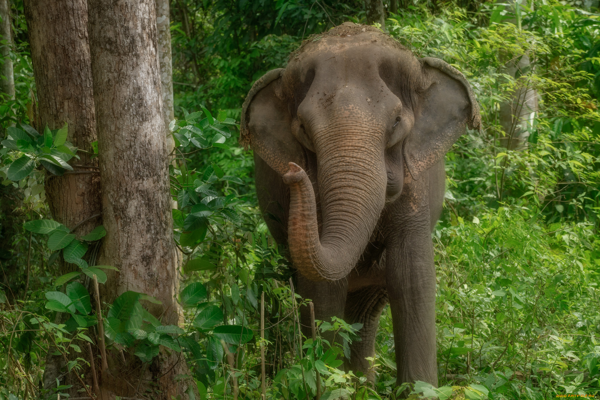 животные, слоны, слон