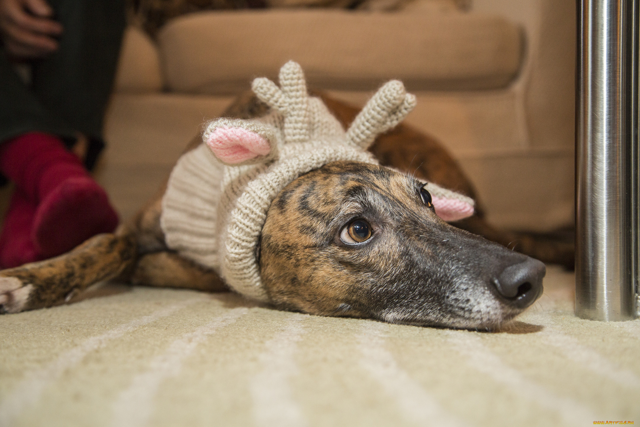 животные, собаки, пес