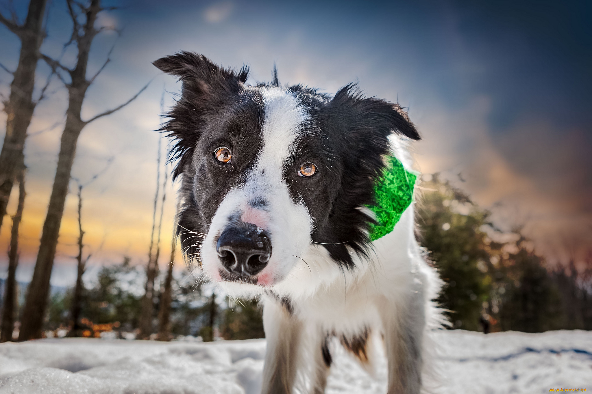 животные, собаки, пес